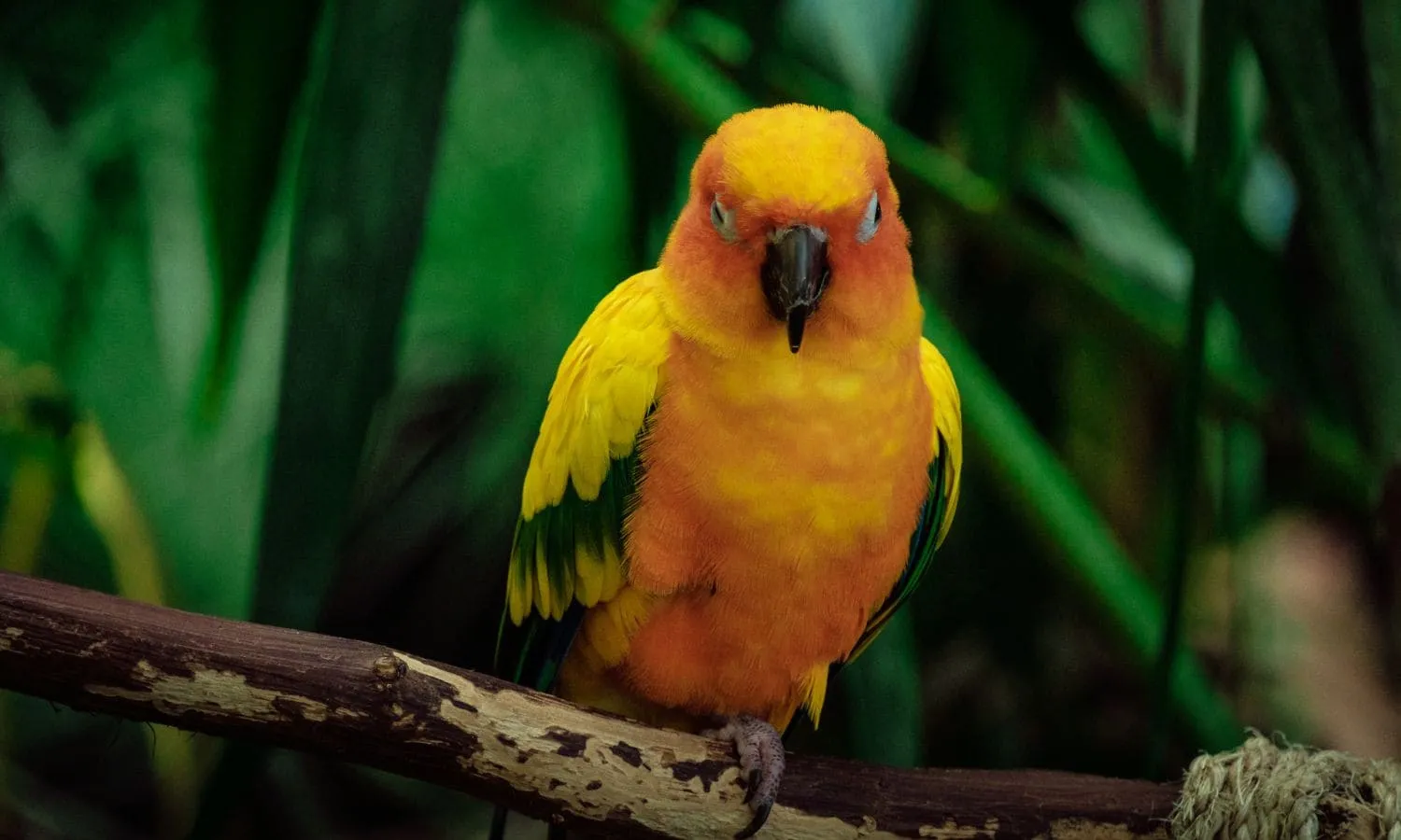 A tropical yellow bird, resident of The Green Planet