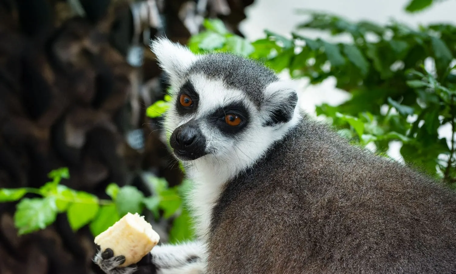 A Lemur eating food inside the Green Planet in Dubai