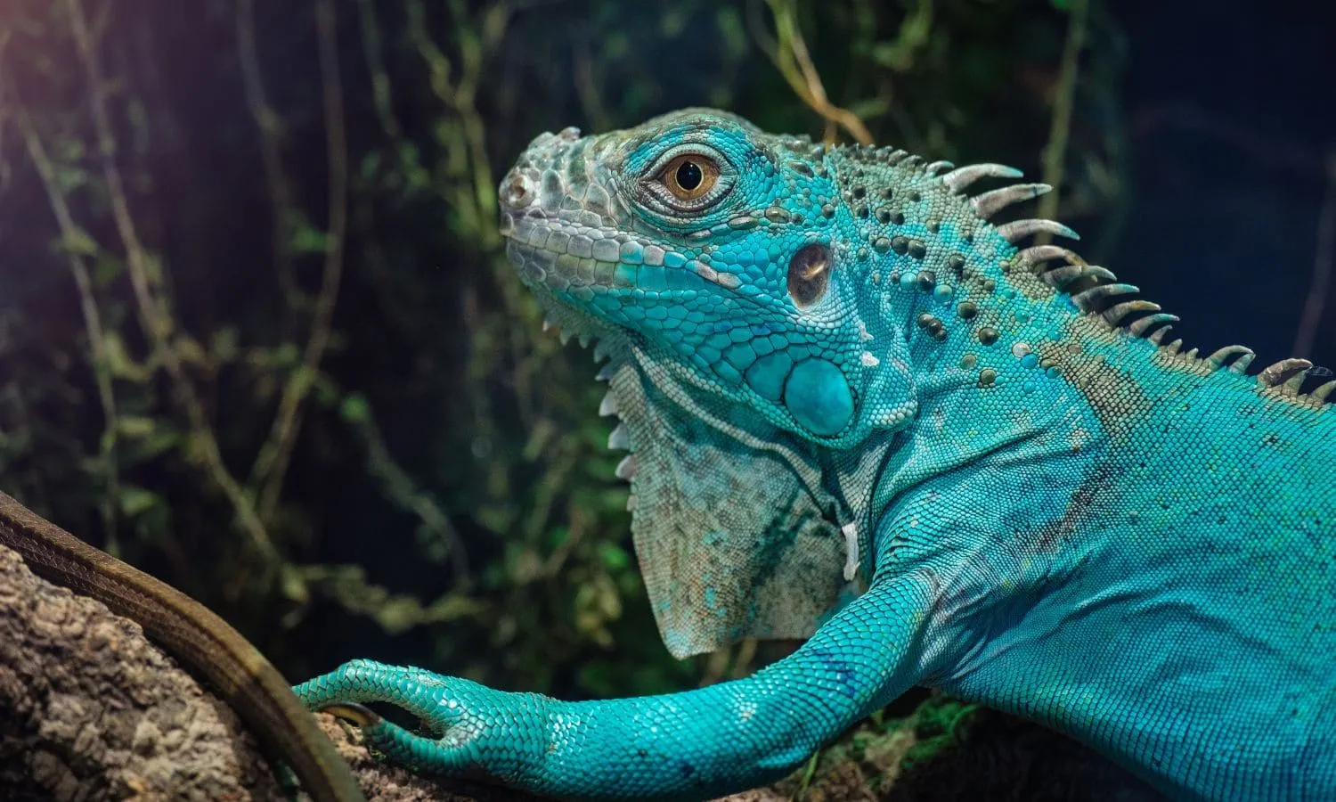 Blue Iguana, an exciting reptile encounter in the Green Planet in Dubai