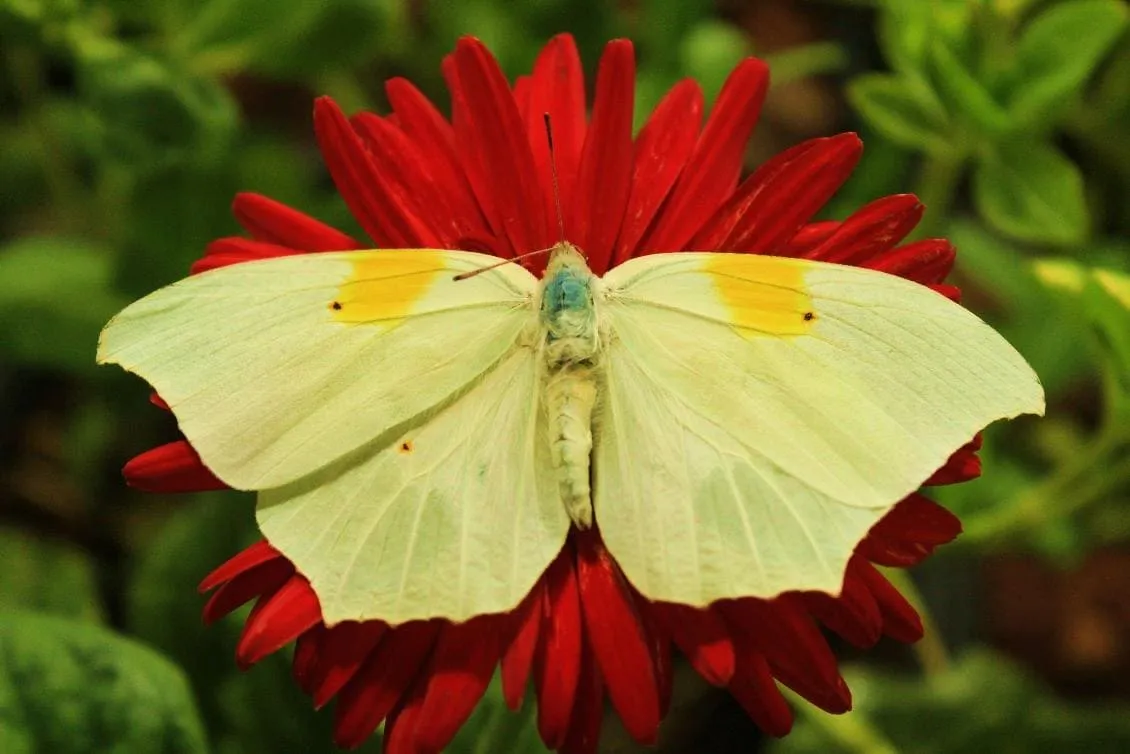 Anteos Clorinde, also known as White Angled Sulphur, a stunning butterfly at the Dubai Butterfly Garden