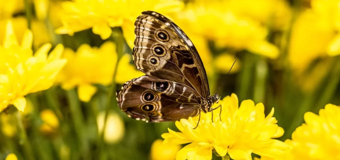 A butterfly resting on a flower inside the Butterfly Garden in Dubai