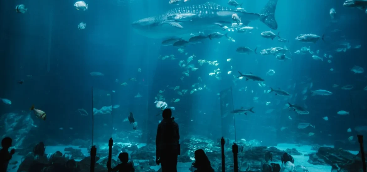 Family silhouetted against a vast aquarium tank as a whale shark passes overhead