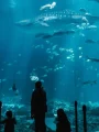 Family silhouetted against a vast aquarium tank as a whale shark passes overhead